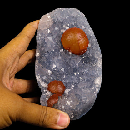 Rare Red Botryoidal Fluorites Natural mineral Specimen # B 6904 (USA) Fluorite Superb Minerals 